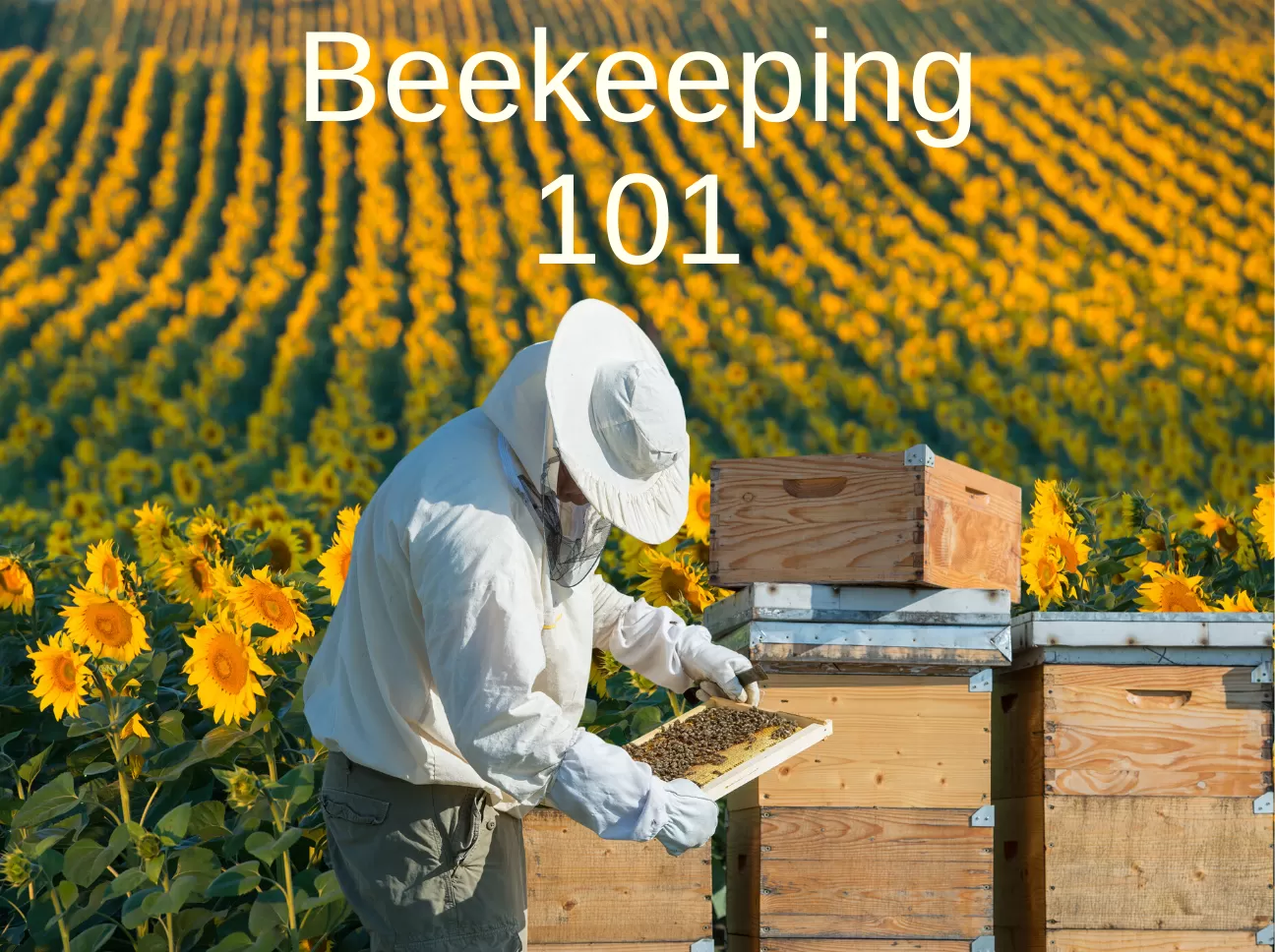 why you should consider integrating educational beekeeping in schools