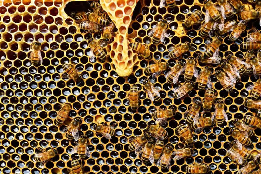 The History and Evolution of Bees: Tracing Their Origins and Development