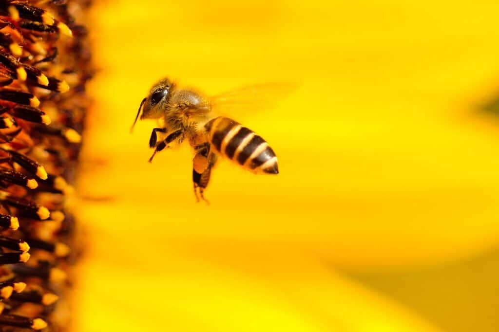 The History and Evolution of Bees: Tracing Their Origins and Development