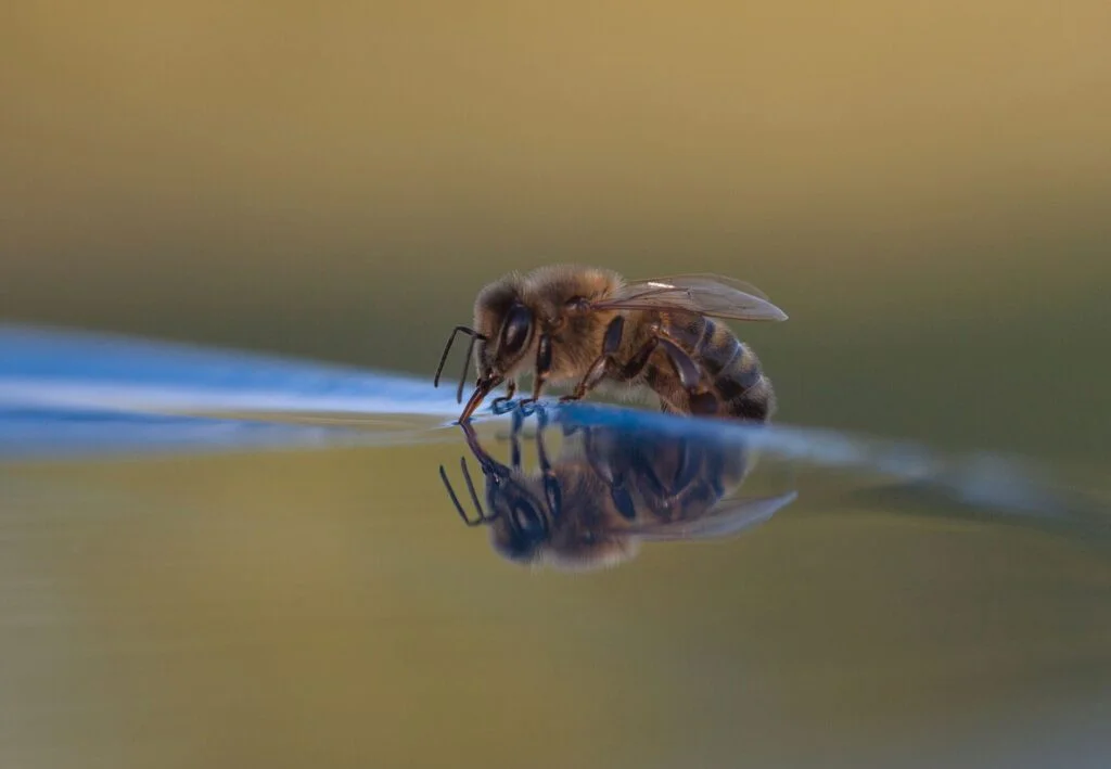 Can Bees Survive in Water?