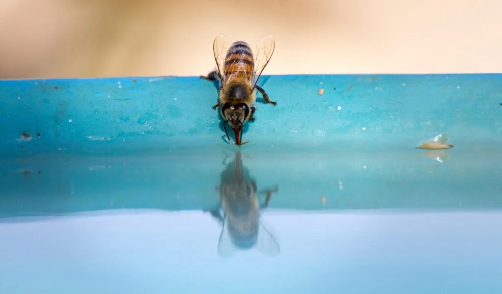 Can Bees Survive in Water?