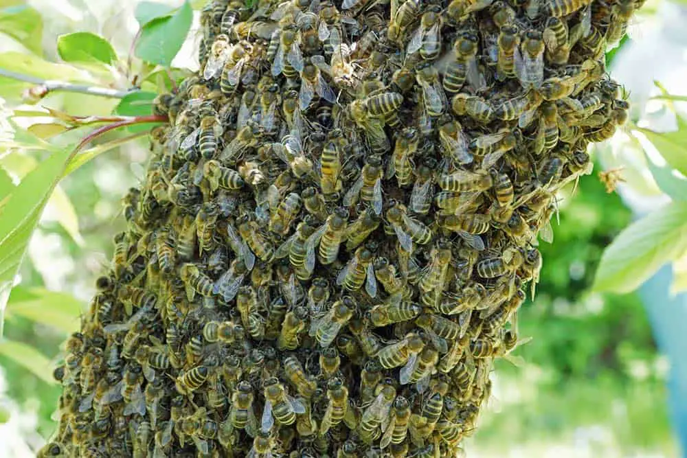 Why Do Bees Swarm When Hive Is Overcrowded?