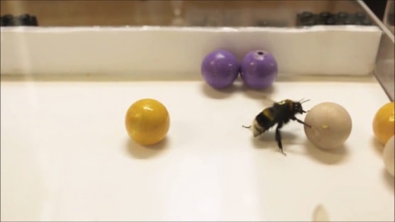 bees play 1