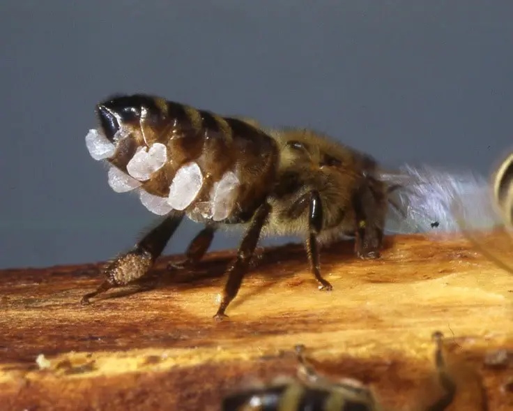 beeswax production 1