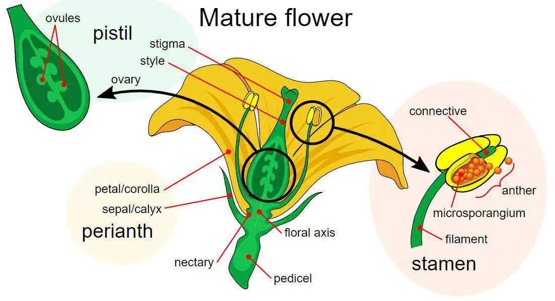 nectar pollen 5