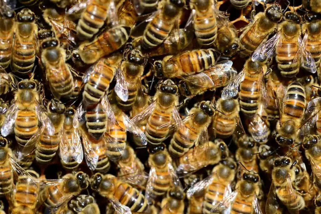 The Role of Bees in Ecosystems: Their Impact on Biodiversity and Habitats