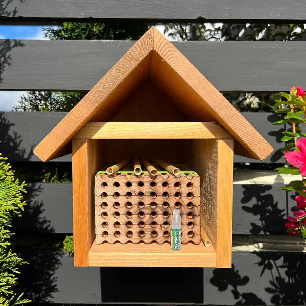 invitabee mason bee attractant 2