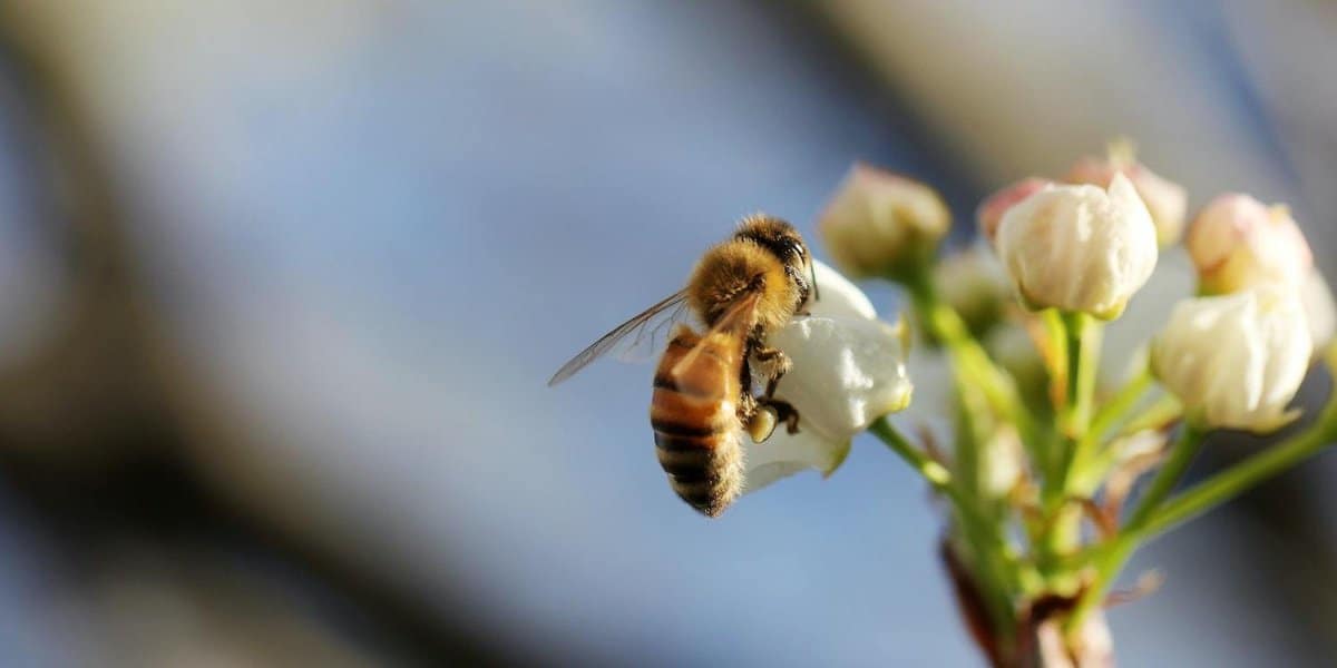 colony collapse the mystery of vanishing honeybees