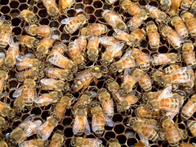 Queen’s Court: Retinue Behaviors in Hive Politics