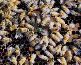 Queens Court: Retinue Behaviors in Hive Politics