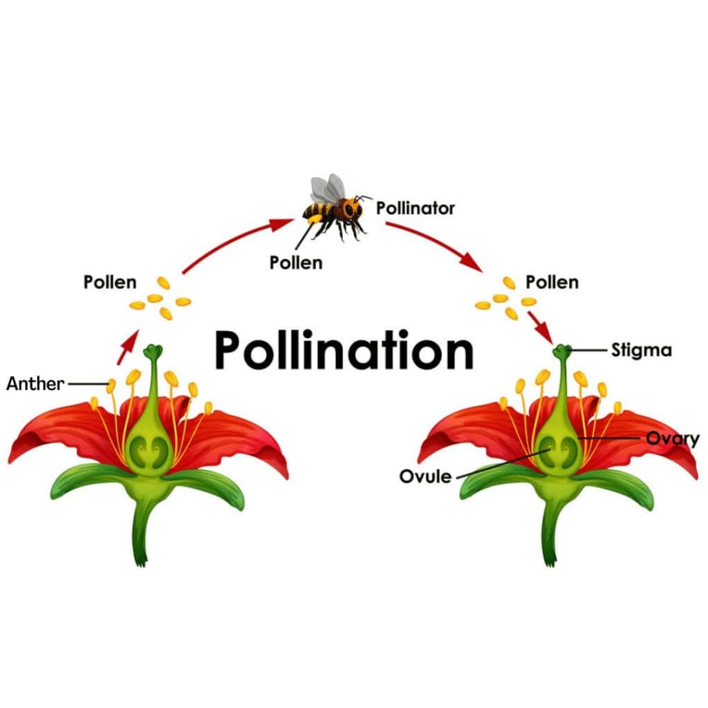 The Pollinator Protectors: Honeybee Conservation Heroes