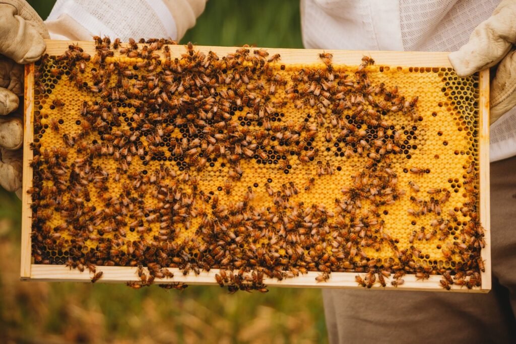 EcoFriendly Hive Designs Inspire Sustainability