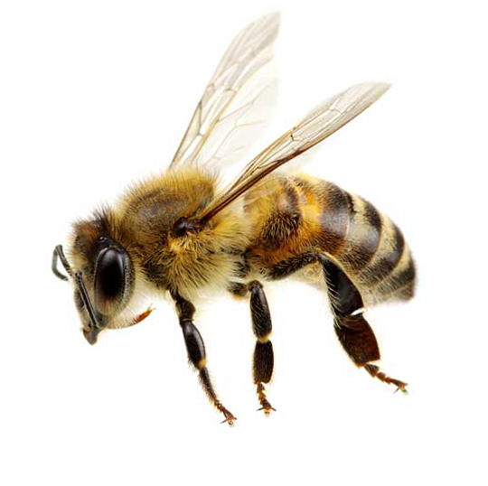 Bee Anatomy And Physiology Basics Explained